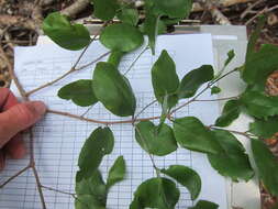 Image of krugiodendron