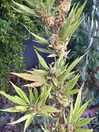 Imagem de Cannabis sativa subsp. indica (Lam.) E. Small & A. Cronquist