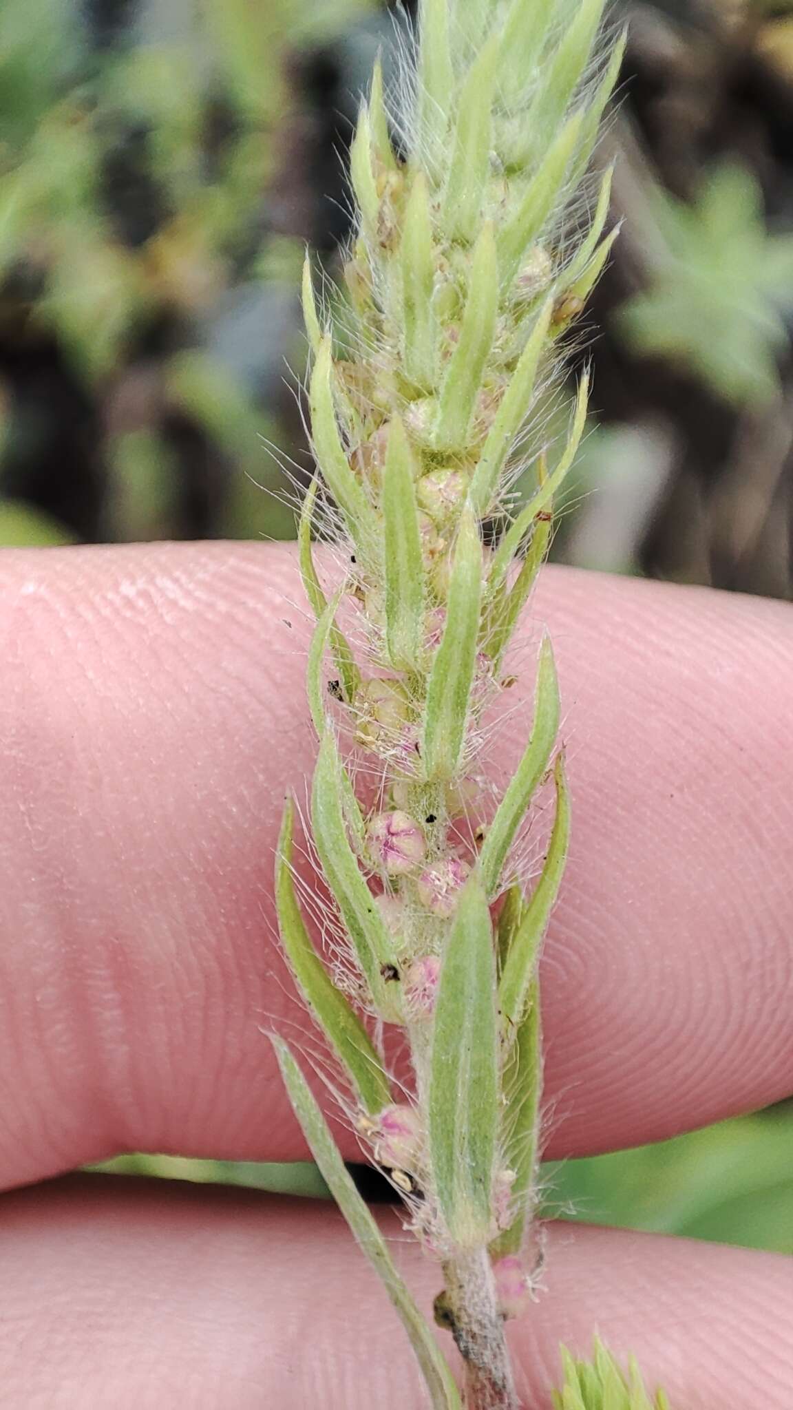 Image of Bassia scoparia subsp. densiflora (Turcz. ex Aellen) S. Cirujano & M. Velayos