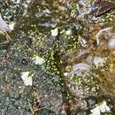 Image of Utricularia oliveriana Steyerm.