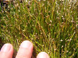 Image of Isolepis cernua var. cernua