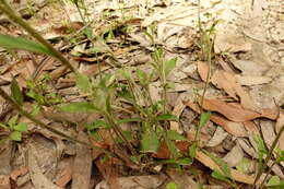 Image of Dampiera stricta (Smith) R. Br.