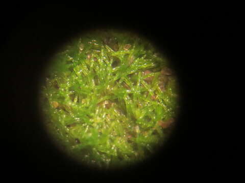 صورة Asterosiphon dichotomus