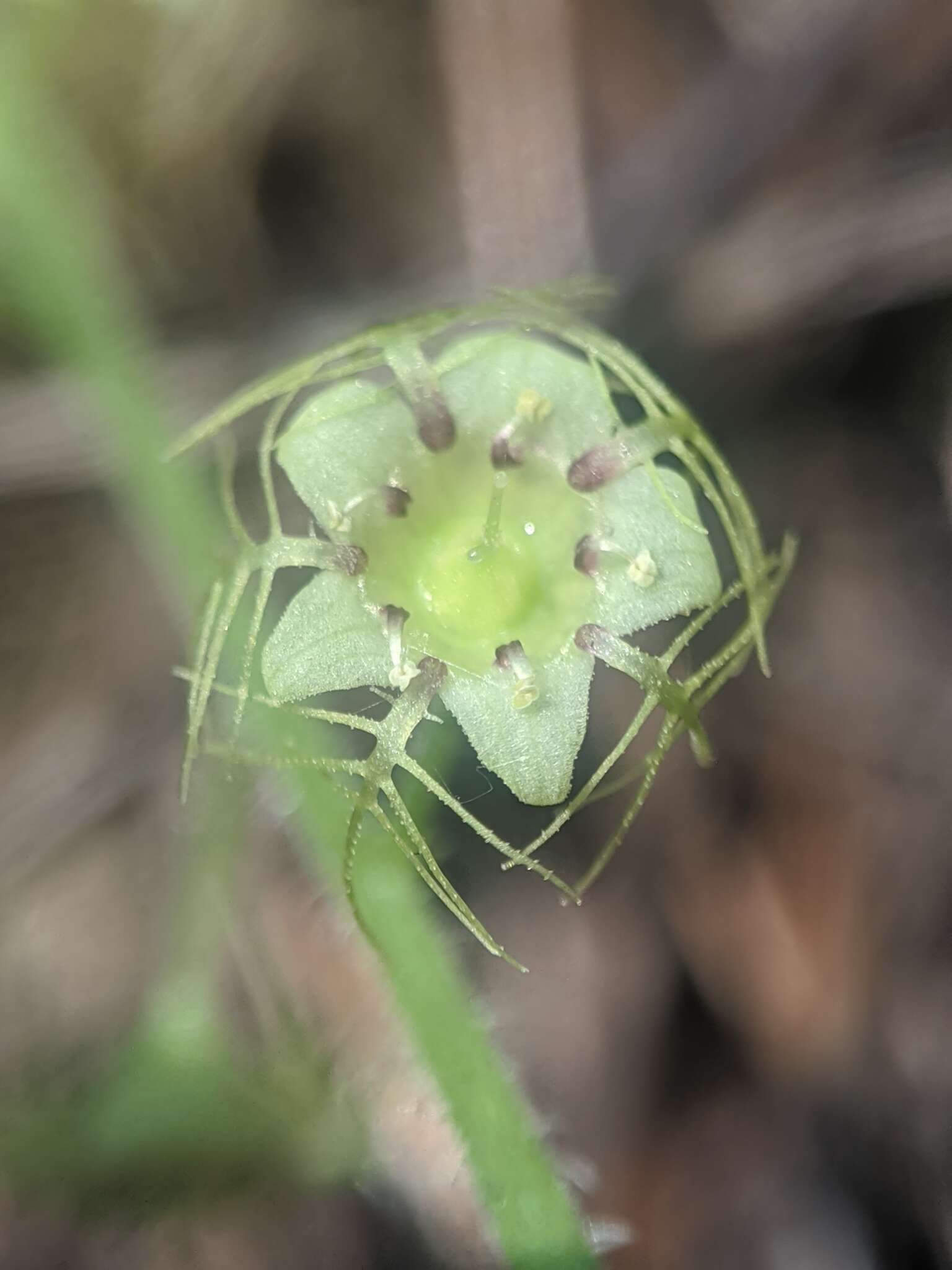 Image of slightstemmed miterwort