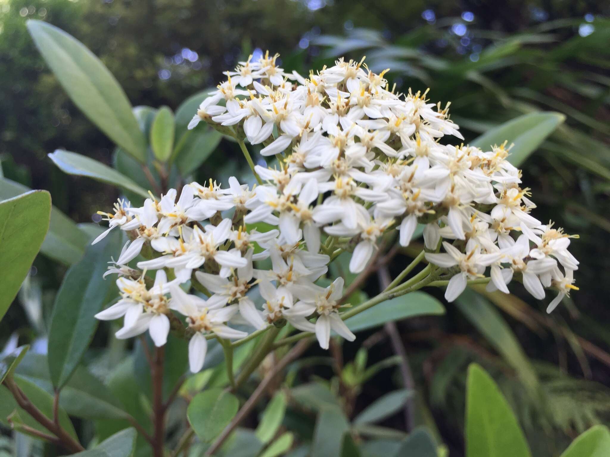 Imagem de Olearia townsonii Cheeseman