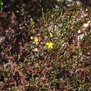 Plancia ëd Hypericum costaricense N. K. B. Robson