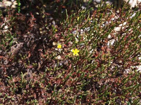 Sivun Hypericum costaricense N. K. B. Robson kuva