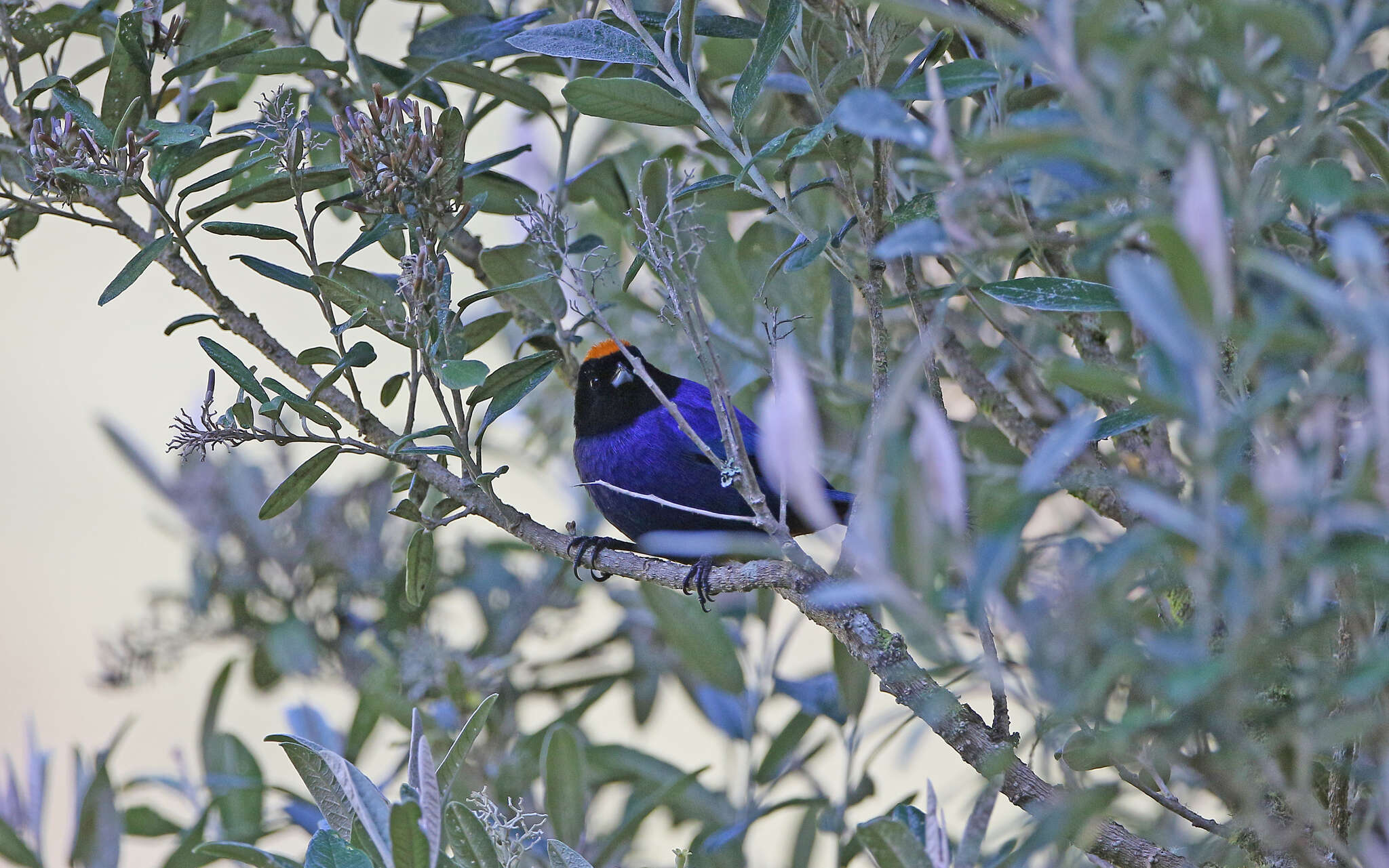 Imagem de Iridosornis rufivertex (Lafresnaye 1842)