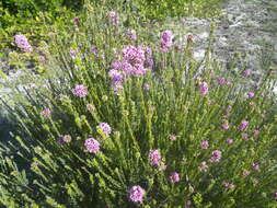 Image of Amphithalea ericifolia subsp. erecta Granby