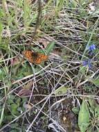 Imagem de <i>Melitaea parthenoides</i>