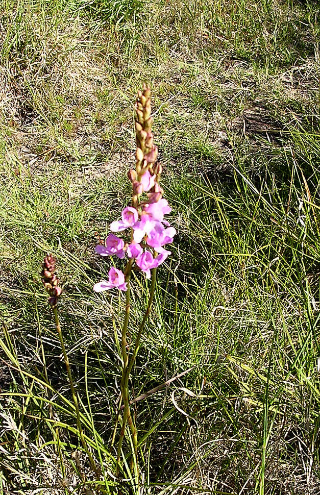 Image of Disa procera H. P. Linder