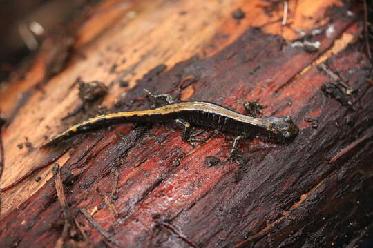 Image of Ambystoma macrodactylum Baird 1850