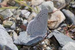 Image of Celastrina echo cinerea (W. H. Edwards 1883)