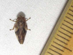 Слика од Aphrophora quadrinotata Say 1830