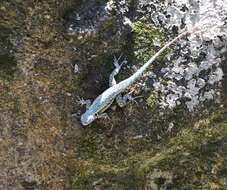 Image of Bluebelly Lizard