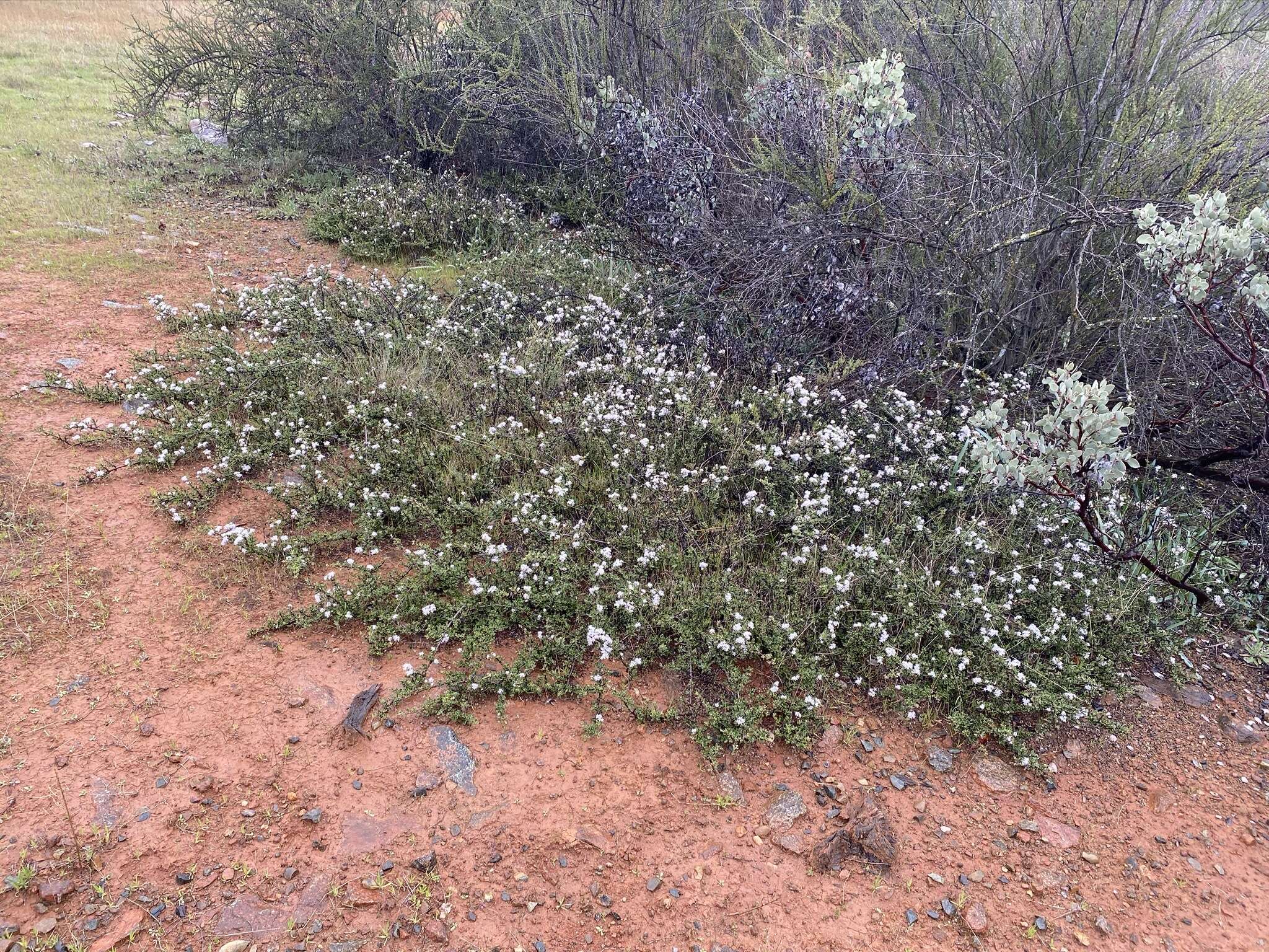 Image of Pine Hill buckbrush