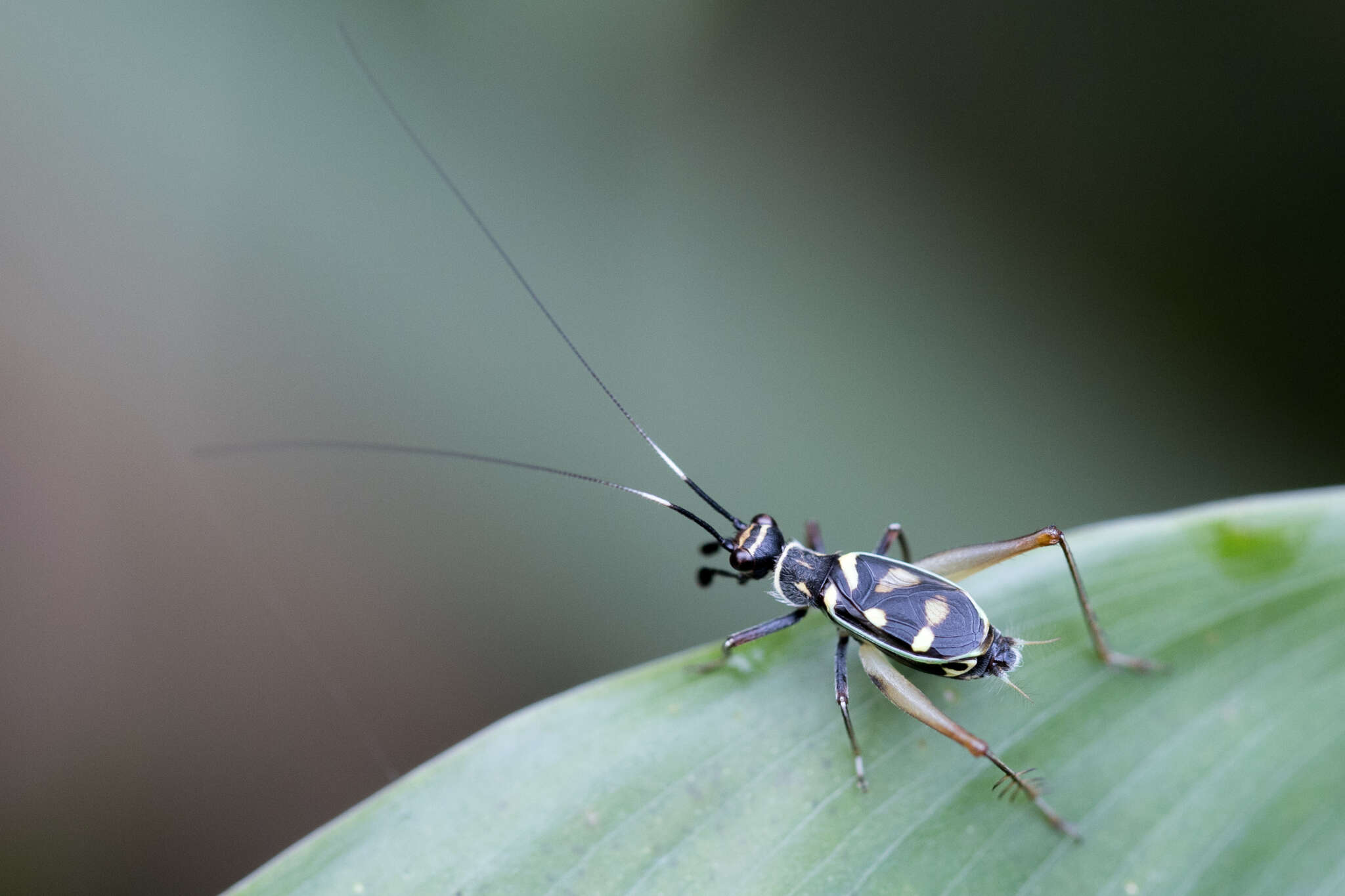 Слика од Phylloscyrtus amoenus Burmeister & H. 1880