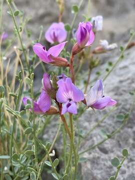 Image of Ackerman's milkvetch