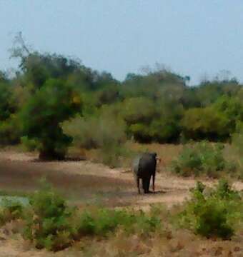 Image of Sri Lankan elephant