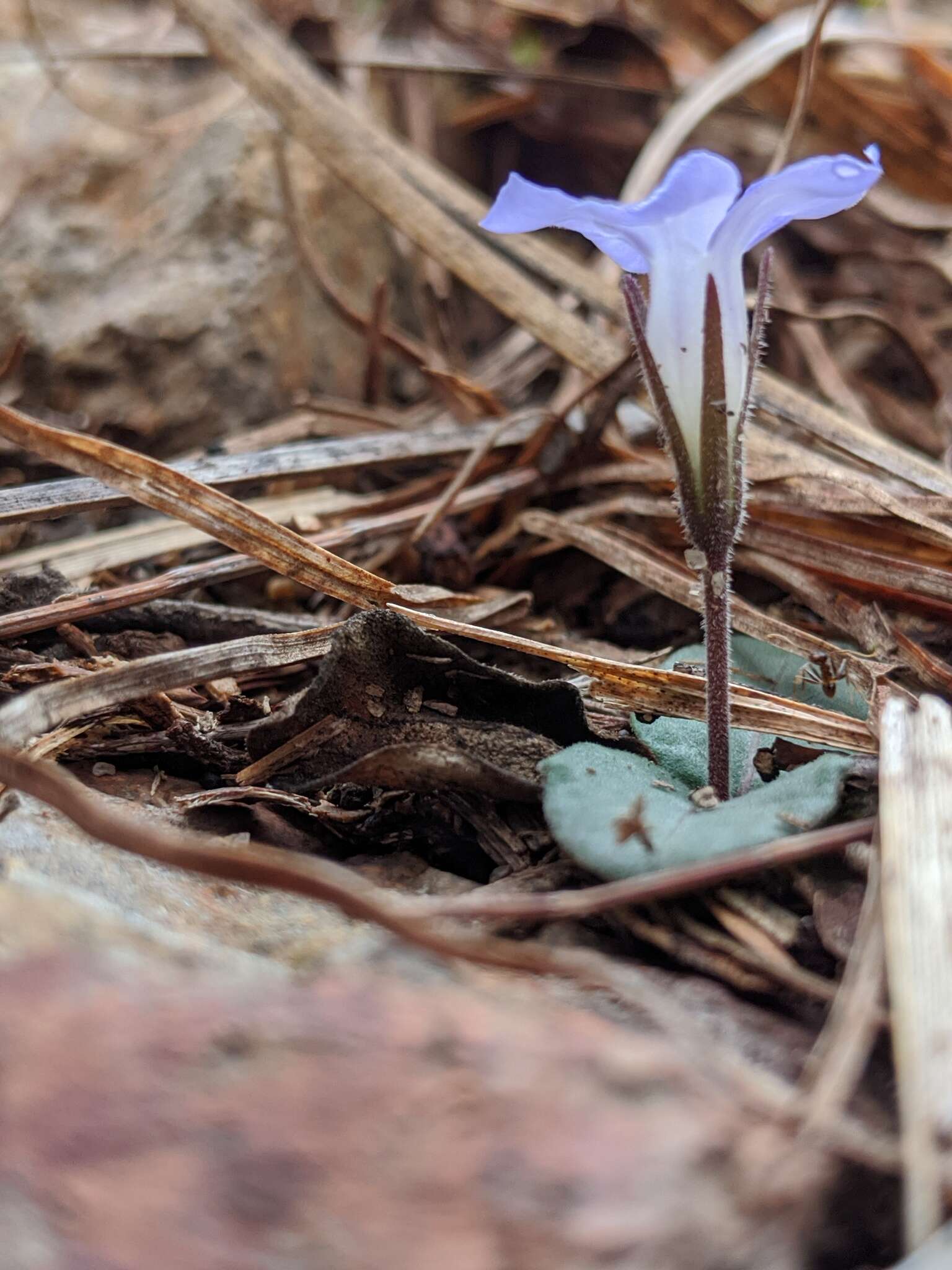 Brunoniella acaulis (R. Br.) Bremek.的圖片