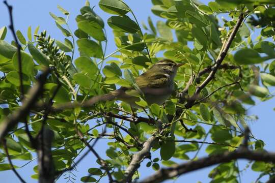 Image of Eastern Crowned Leaf Warbler