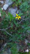 Image of Chrysactinia pinnata S. Wats.