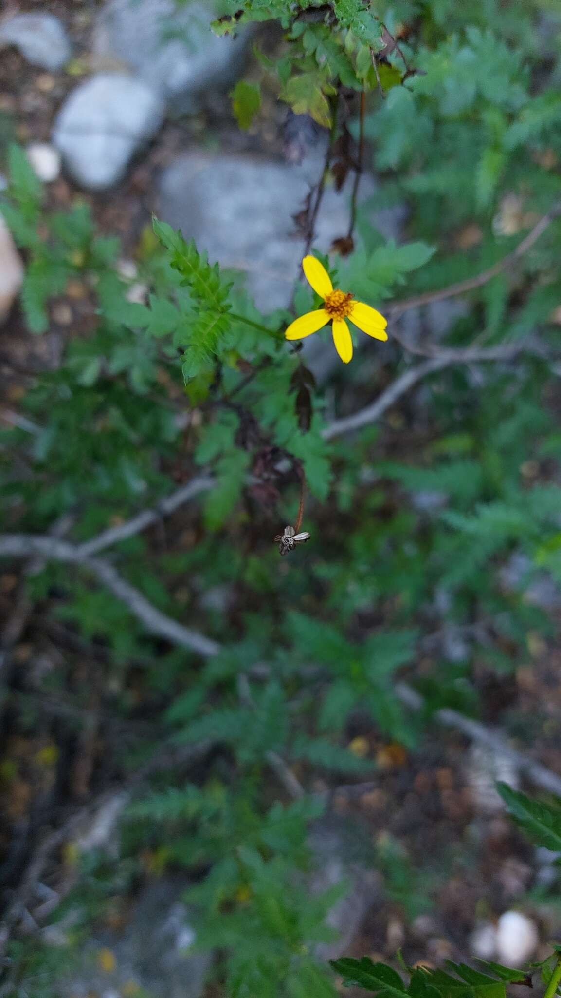 Image of Chrysactinia pinnata S. Wats.