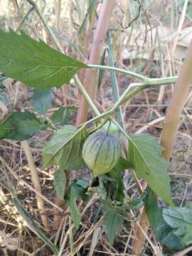 Plancia ëd Physalis philadelphica subsp. ixocarpa (Brot. ex Hornem.) Sobr.-Vesp. & Sanz-Elorza