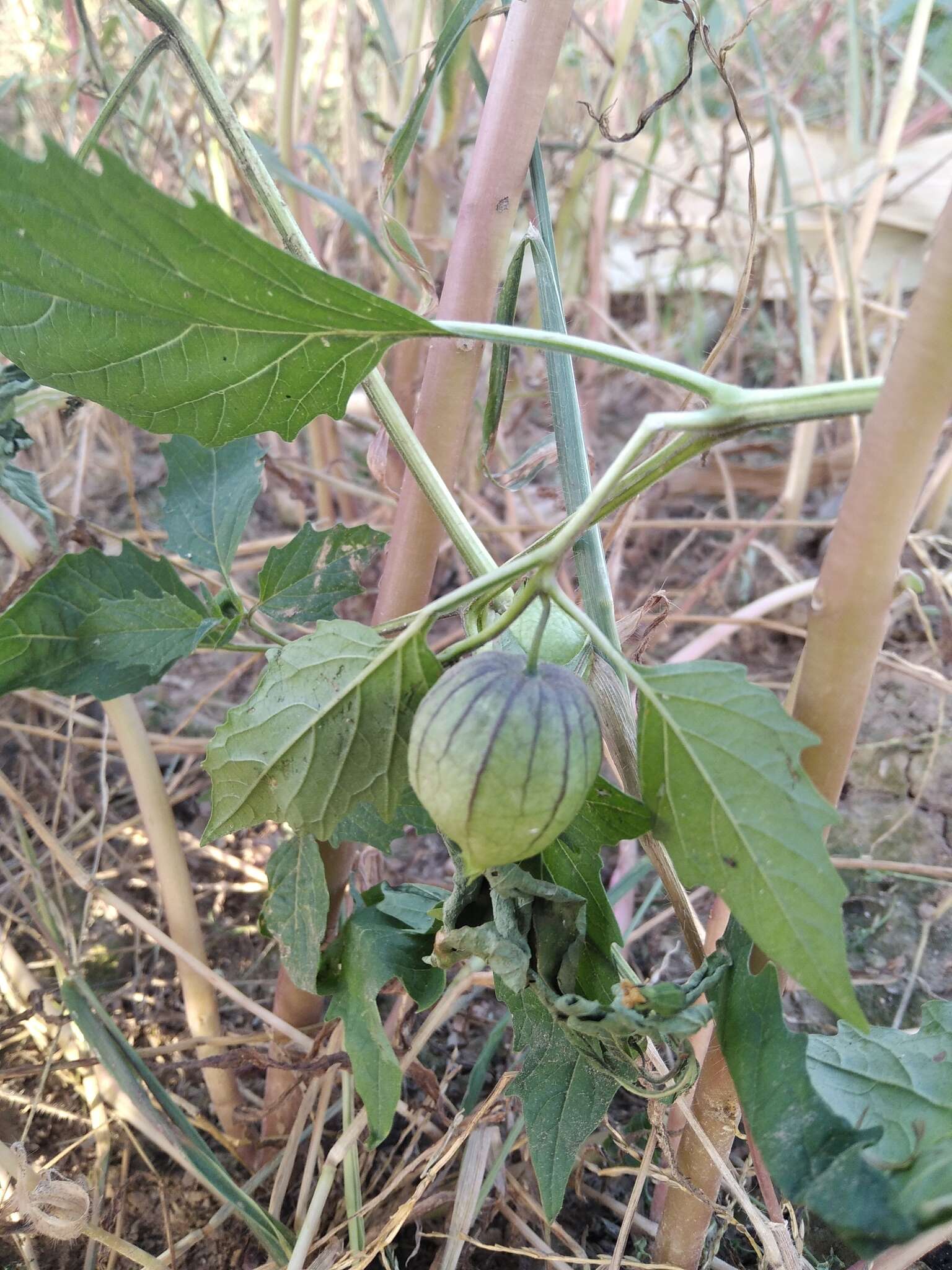 Imagem de Physalis philadelphica subsp. ixocarpa (Brot. ex Hornem.) Sobr.-Vesp. & Sanz-Elorza