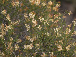 Image of Dipyrena glaberrima (Gillies & Hook.) Hook.