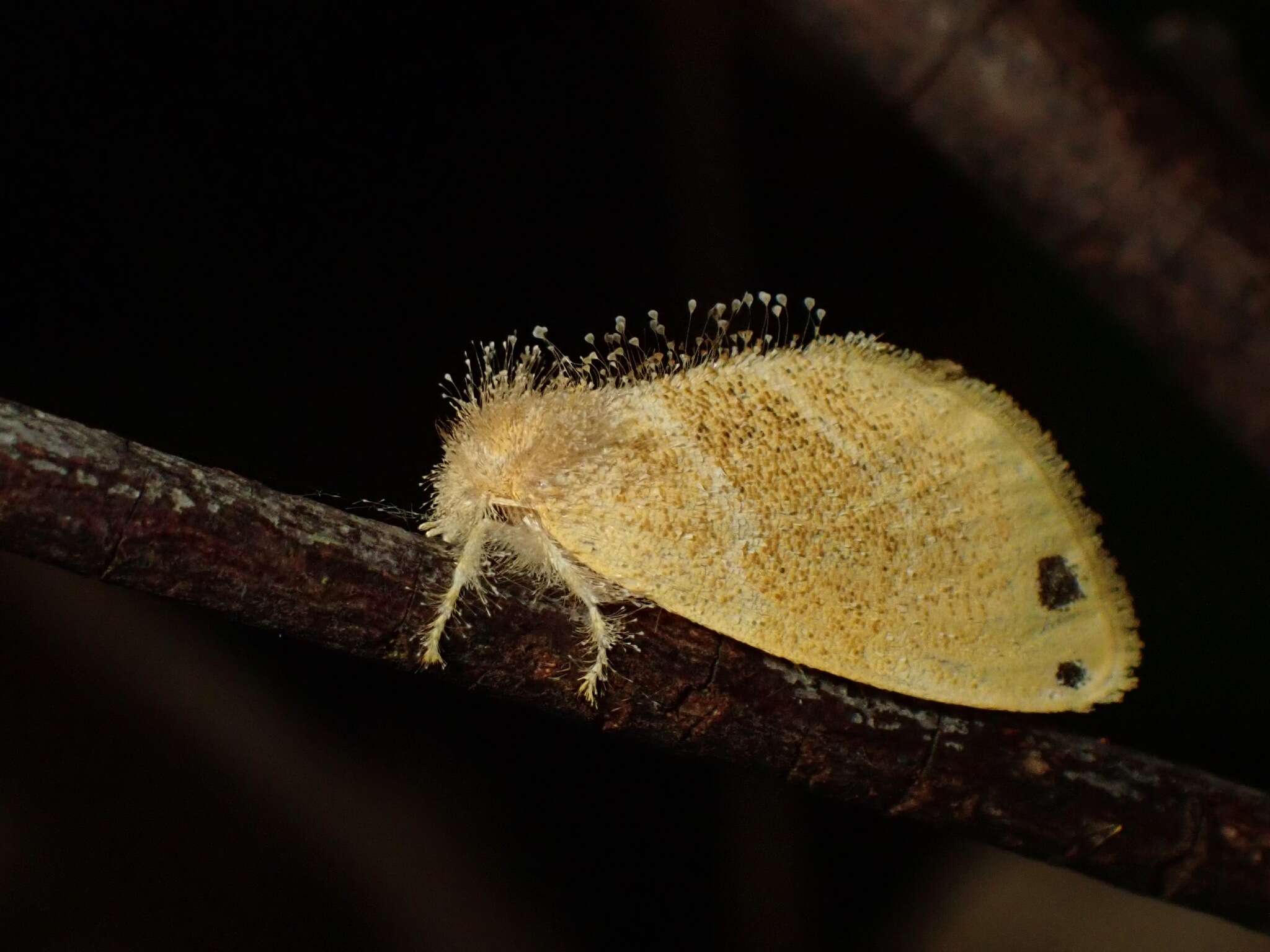 Sivun Artaxa digramma Boisduval 1844 kuva