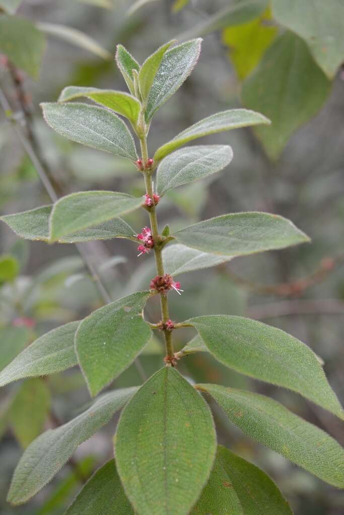 Image of Miconia sericea