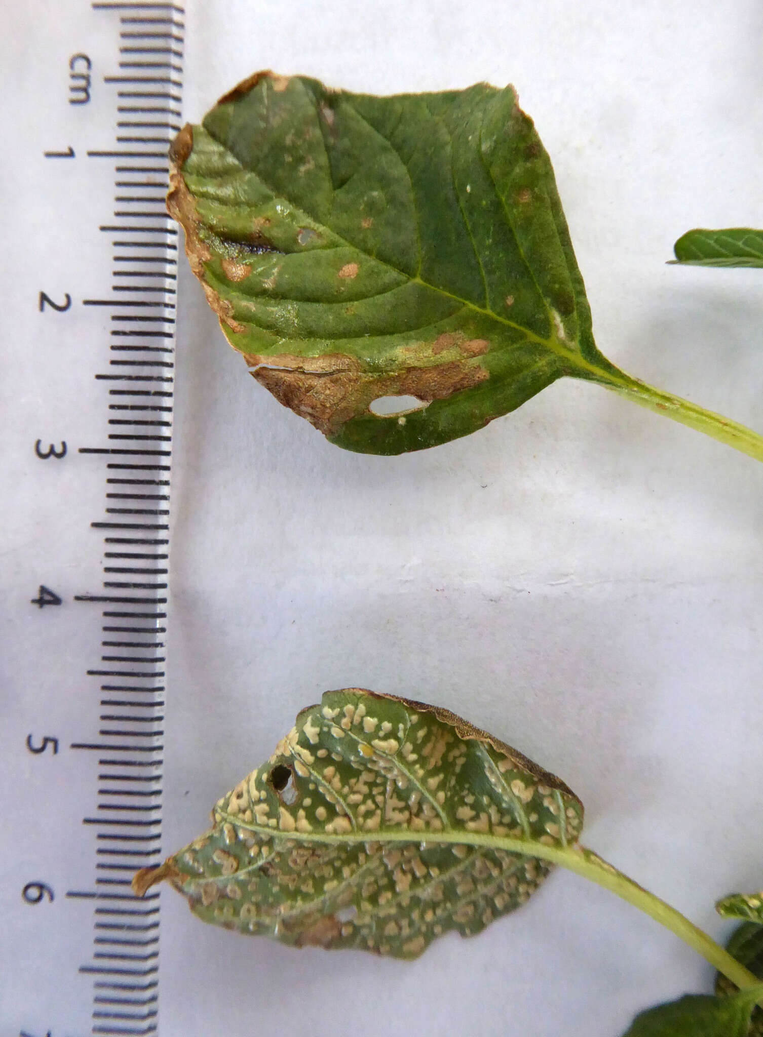 Image of Wilsoniana amaranthi