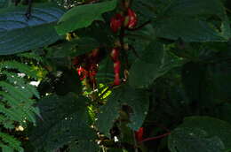 Image of Glossoloma oblongicalyx (J. L. Clark & L. E. Skog) J. L. Clark