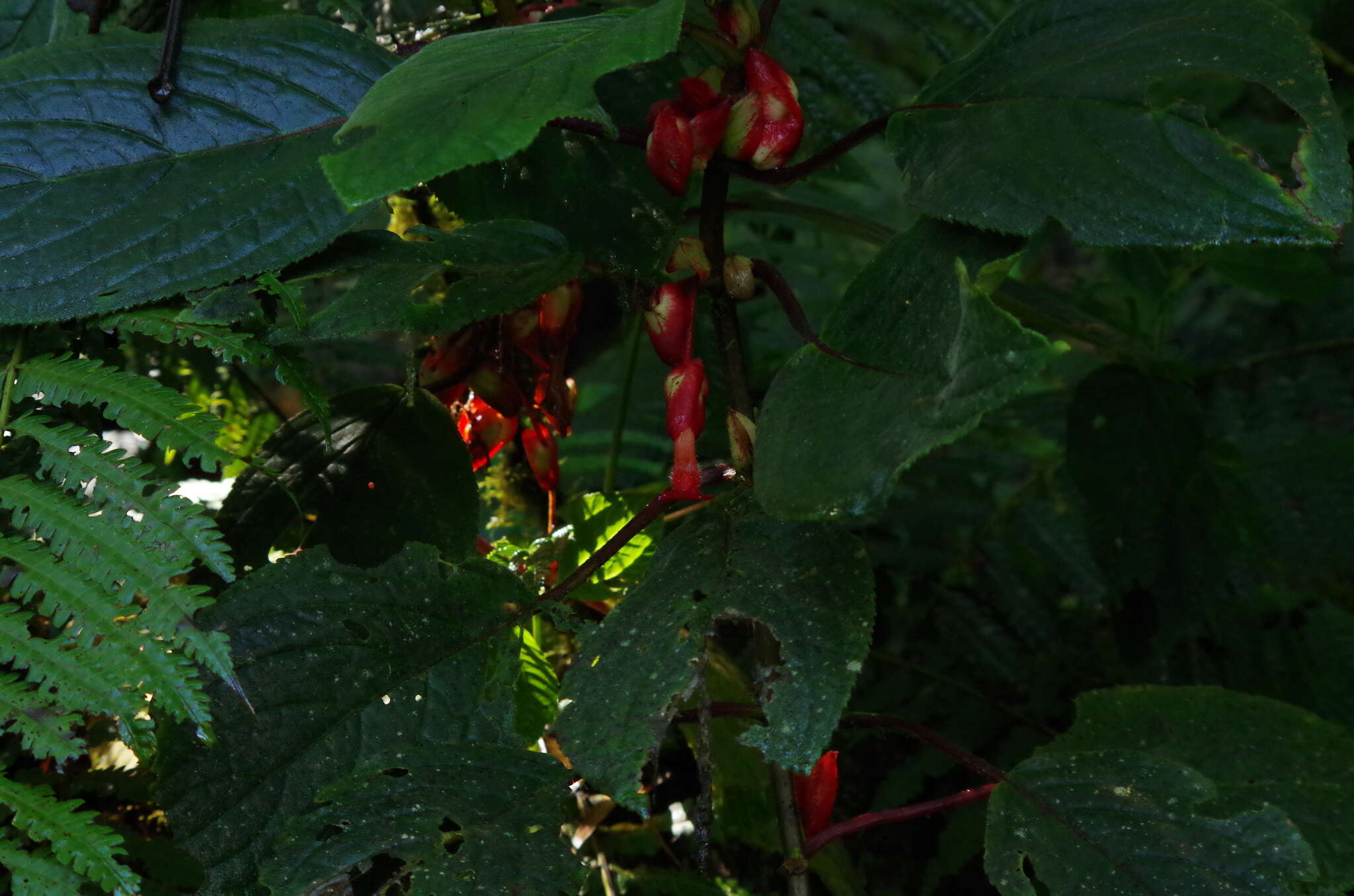 Image of Glossoloma oblongicalyx (J. L. Clark & L. E. Skog) J. L. Clark