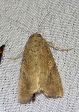 Image of Fall Armyworm Moth