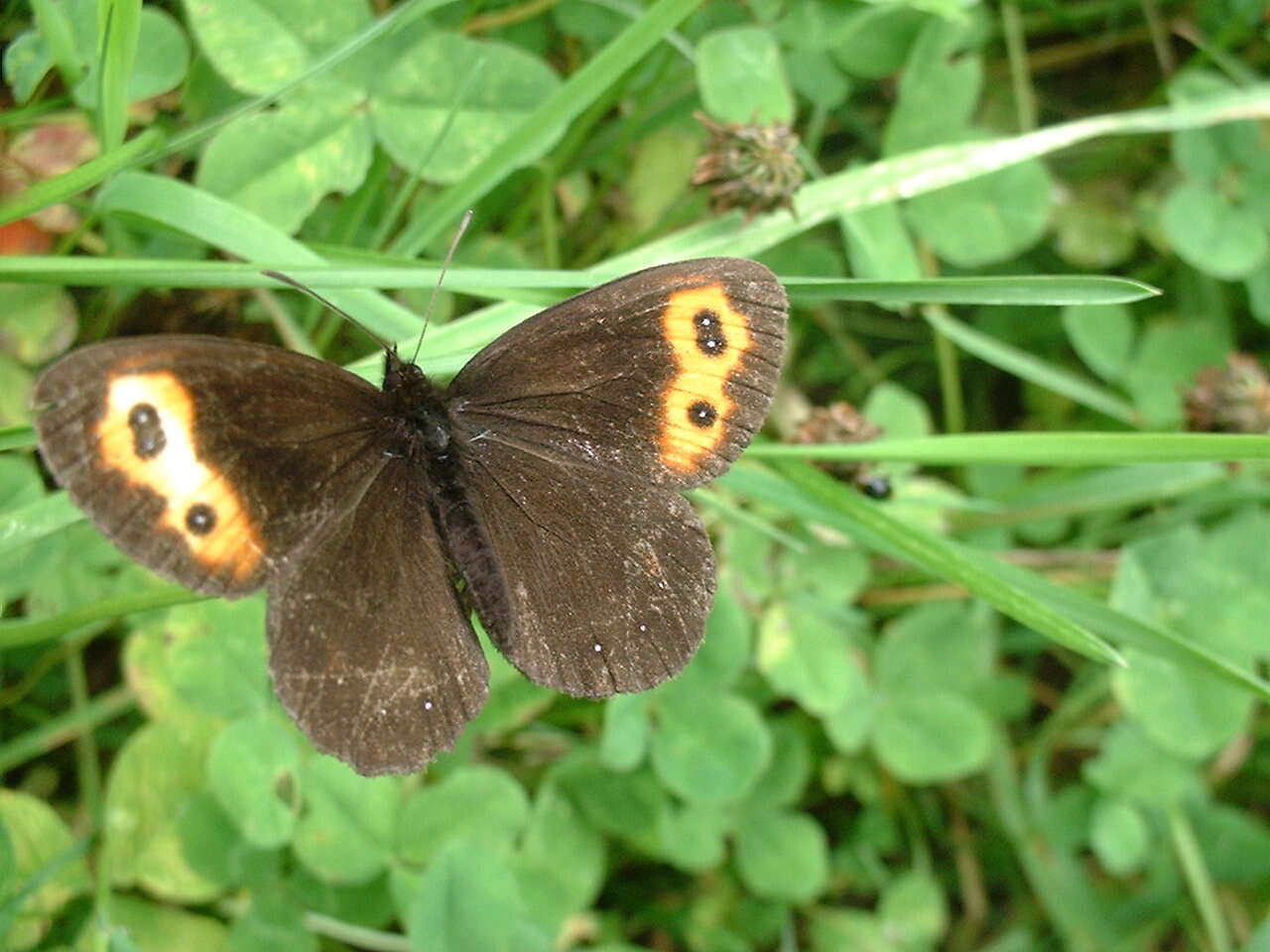 Image of Erebia scoparia