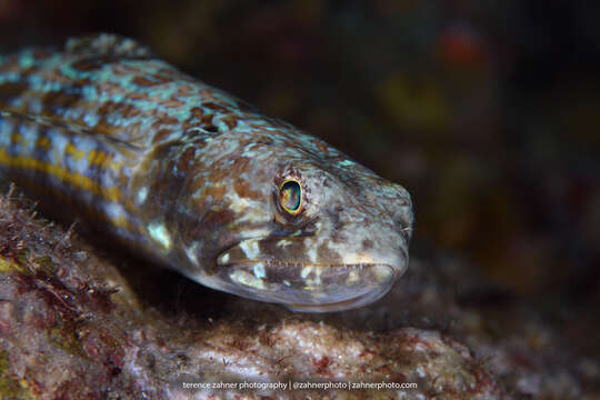 Image of Lizardfish