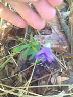 Image of Northern Coastal Violet