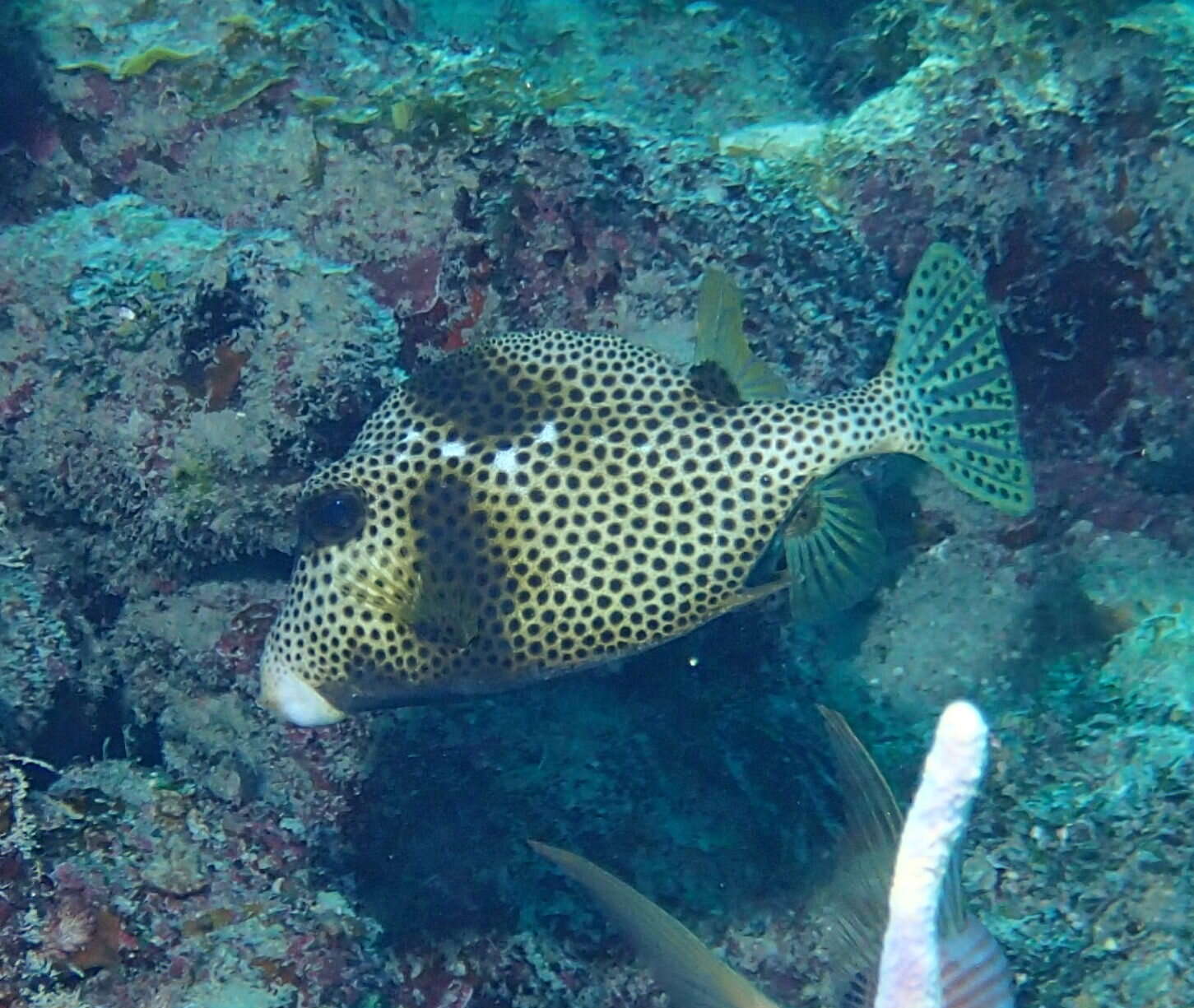 Image of Spotted Trunkfish