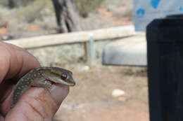 Image of South Coast Gecko