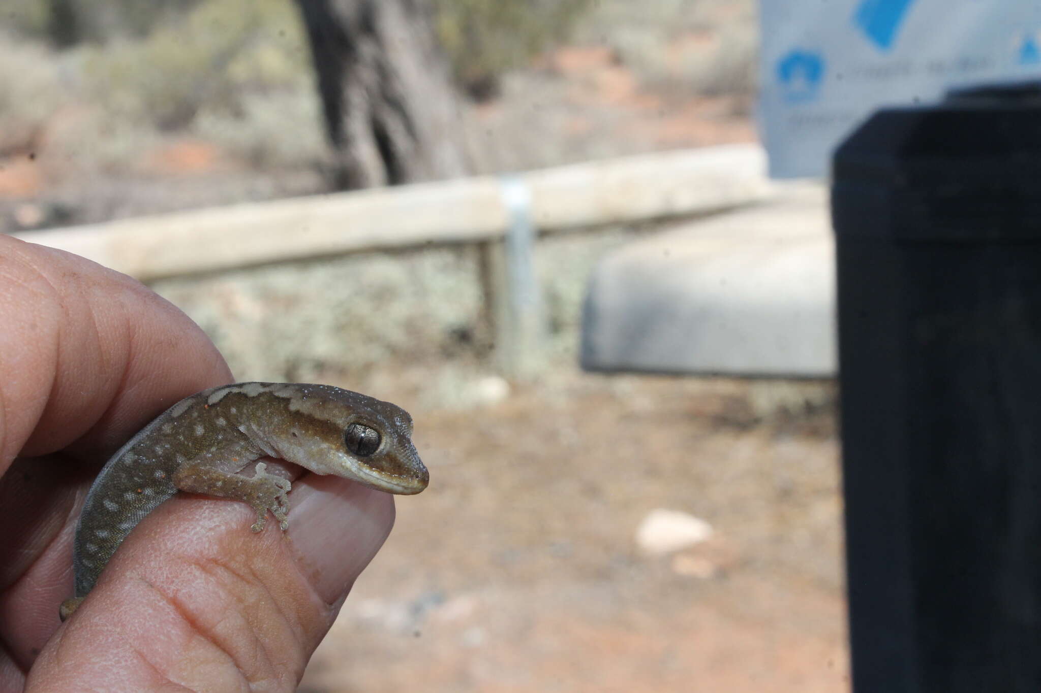 Image of South Coast Gecko