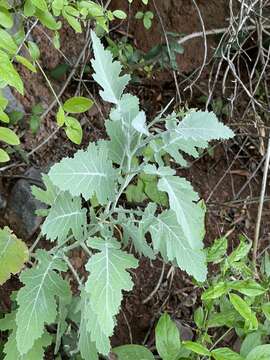 Image of Crambe fruticosa L. fil.