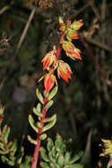 Image of Echeveria quitensis (Kunth) Lindley