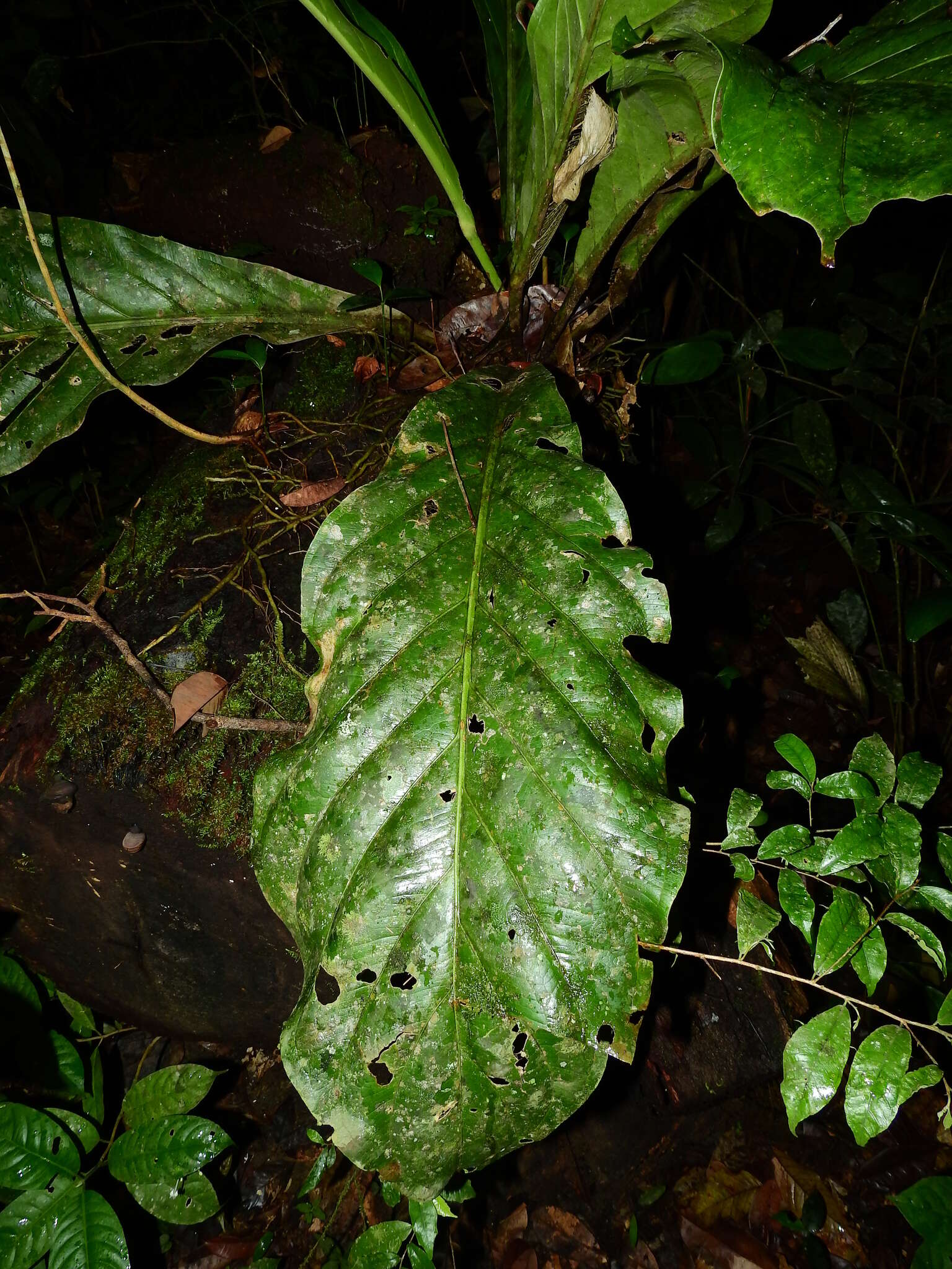 Image of Anthurium jenmanii Engl.