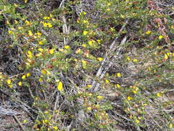 Image of Aspalathus lactea subsp. adelphea R. Dahlgren