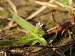 Image de Gentiana yokusai Burkill