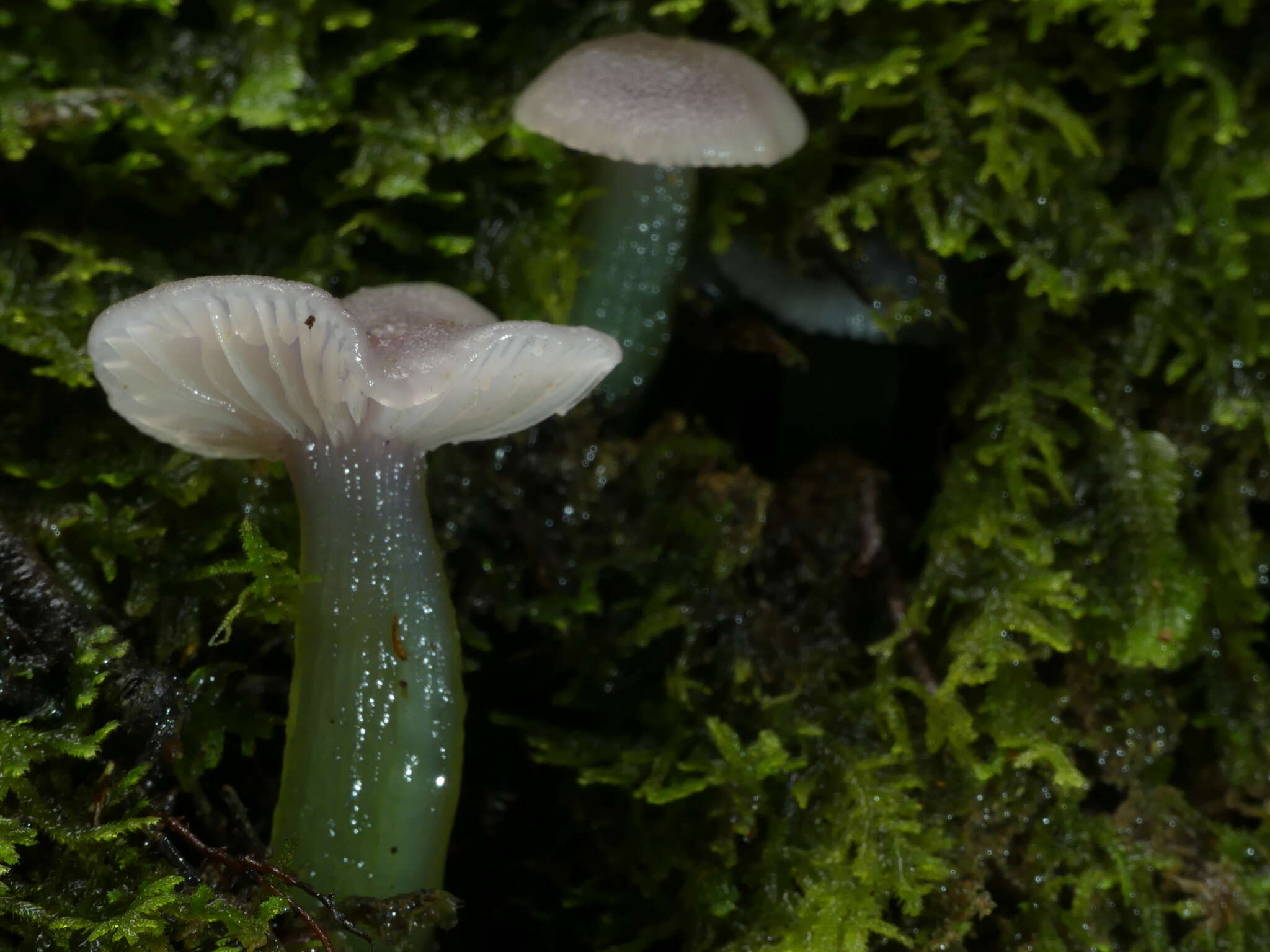 Image de Gliophorus lilacipes E. Horak 1973