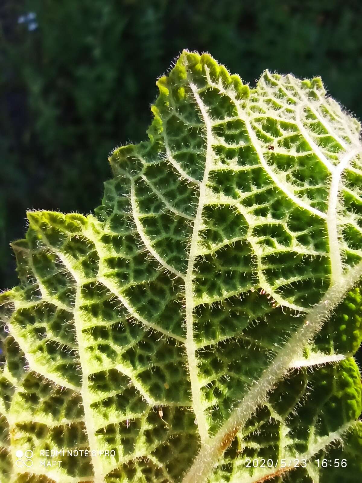 Imagem de Salvia sclareoides Brot.