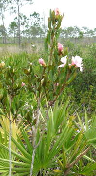 Rhododendron minus var. chapmanii (Alph. Wood) Gandhi & Zarucchi的圖片